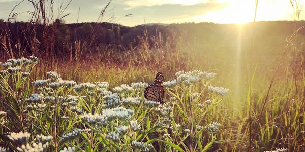 LaValley Nature Sanctuary, Elkhart Lake Wisconsin. Monarch on Boneset at sunset. Nature conservation