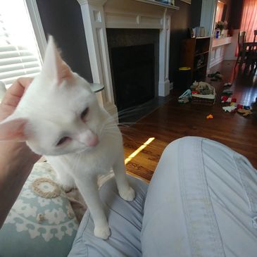 Cat sitter dog sitter dog sitting cat sitting dog walker pet sitter pet sitting Indianapolis nora