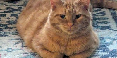 Cat pet sitter dog pet sitter butler Tarkington nora meridian kessler meridian hills tracers point