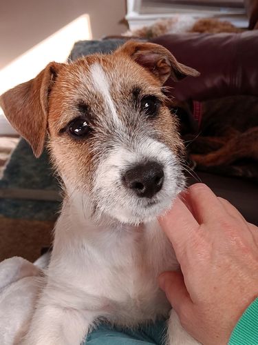 Small dog pet sitter north Indianapolis pet sitting dog walking dog walker pet care dog boarding 