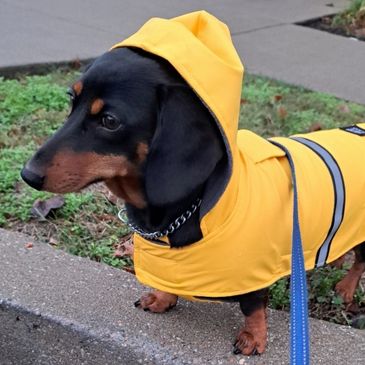 Dachshund small dog walker pet sitter pet sitting cat sitter meridian hills broad ripple boarding