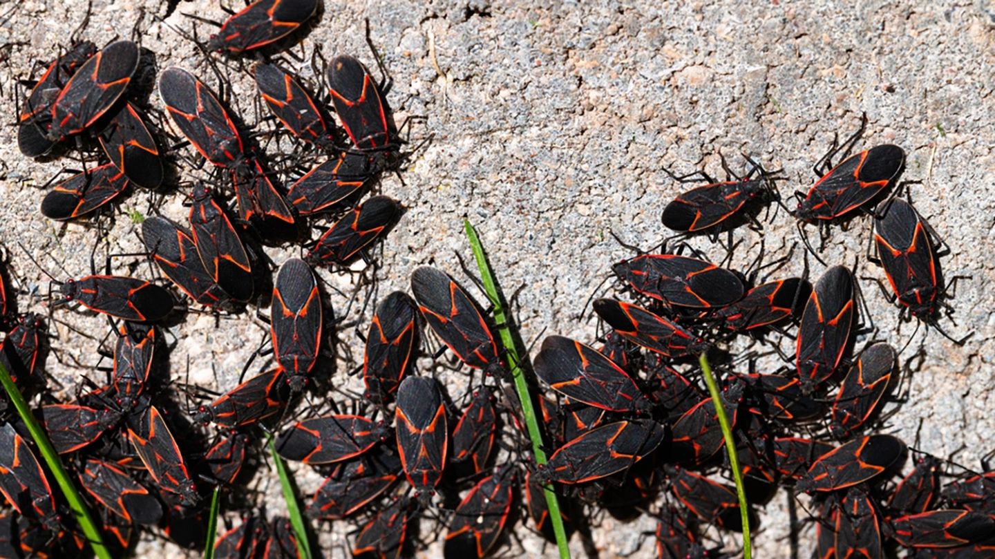Boxelder Bugs in Spring: Identification, Behavior and Control