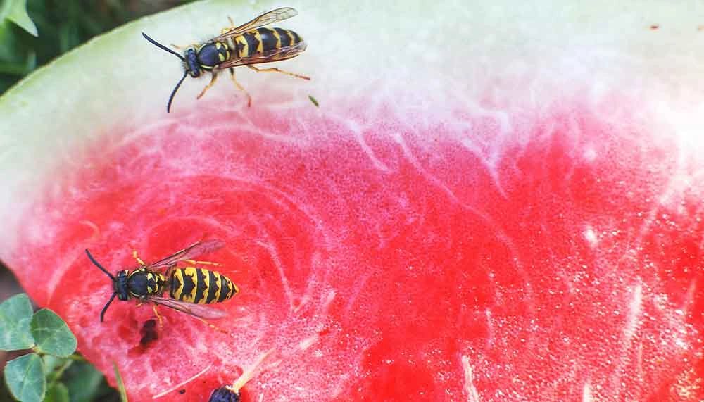 Seasonal Pests in Twin Falls to Watch Out For