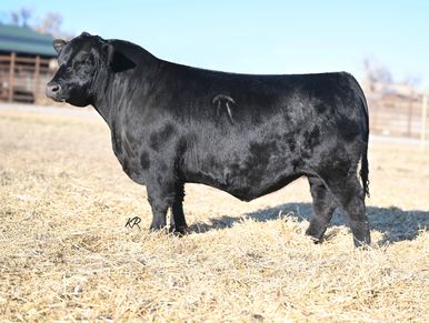 Grygiel Angus Ranch
Grygiel Cow Power 411
Grygiel Angus Bull
Grygiel Angus Brand