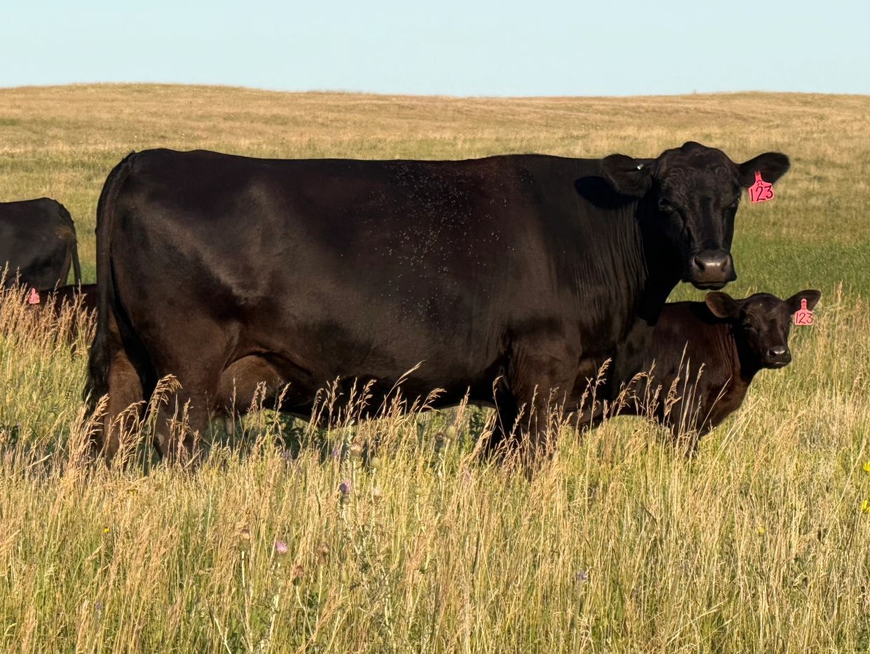 Black cow and calf in a grassy field.