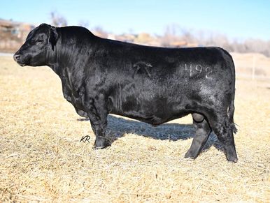 Grygiel Angus ranch
Grygiel Rhodium 492
Grygiel angus bull
Grygiel angus brand 