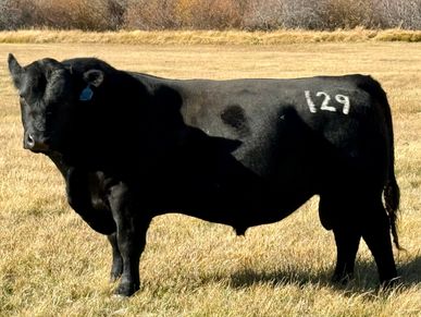 Grygiel Bottom Line 129
Grygiel Angus
Maternal angus bull