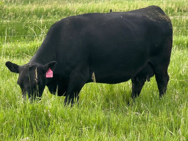 A black cow grazing in a green field.