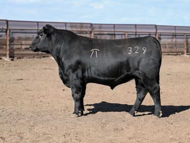 Grygiel Angus
Grygiel Bolo 329