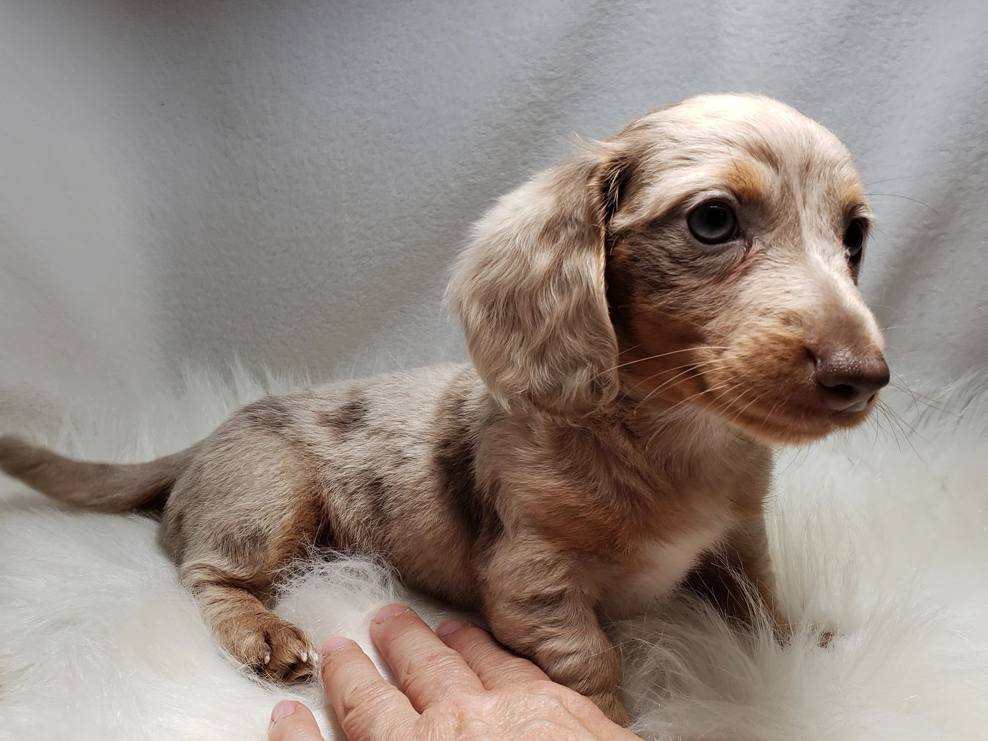 View Miniature Dachshund Puppy Photos – Petland Racine, Wisconsin