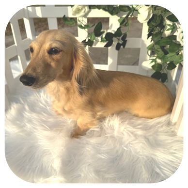 A small tan dachshund resting on a fluffy white rug by a white fence with flowers.