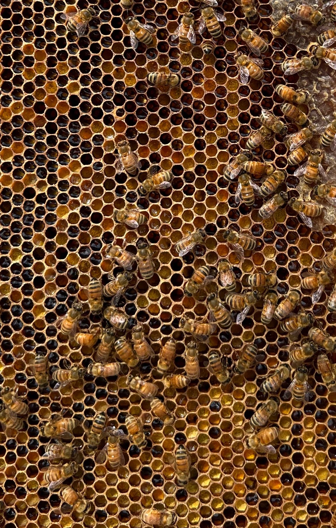 Ordering Bees FreeBees Apiary