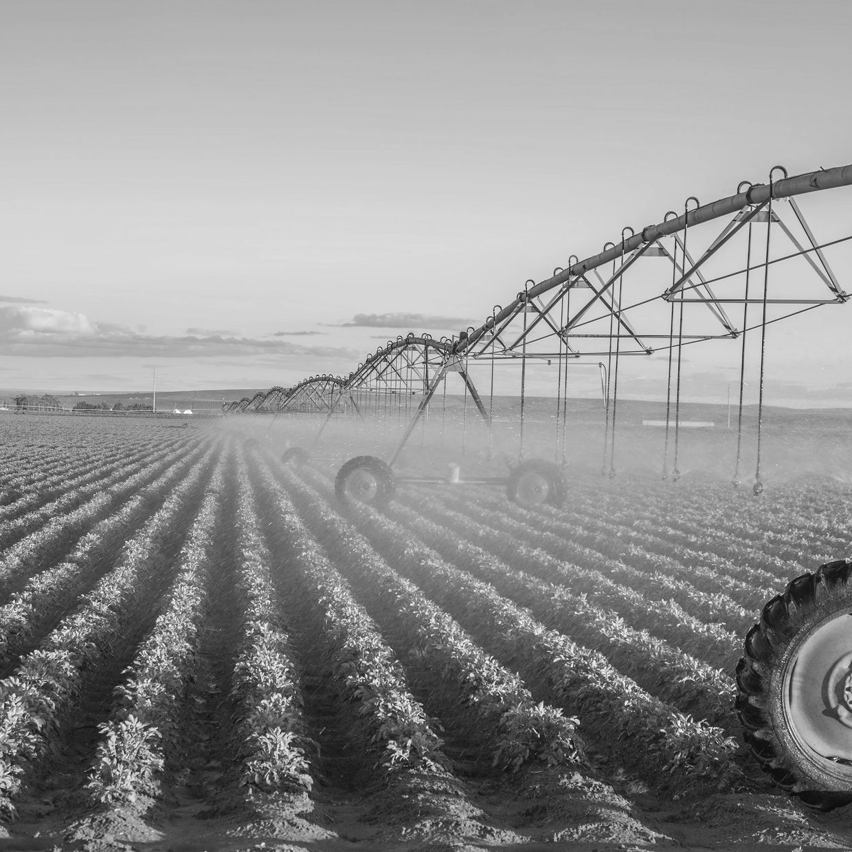 Visual of thriving crops under open skies – representing global agricultural and crop reinsurance