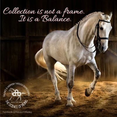A white horse gracefully trotting indoors with a quote about balance and collection.