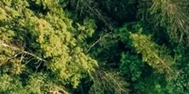 Dense green forest with varied tree heights.