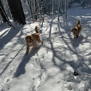 Two golden retrievers play in a snowy forest with sunlight casting shadows.