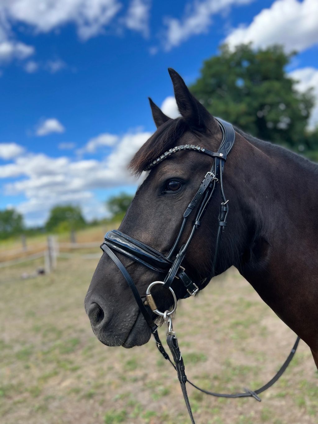 Maximus, a black horse, wearing a bridle with diamonds.