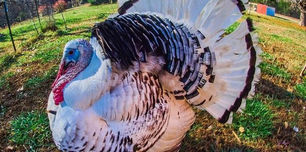 A turkey with fanned tail feathers standing on grass.