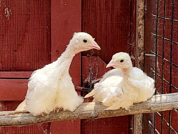 Two young white turkeys perched on a wooden beam near a red barn.
