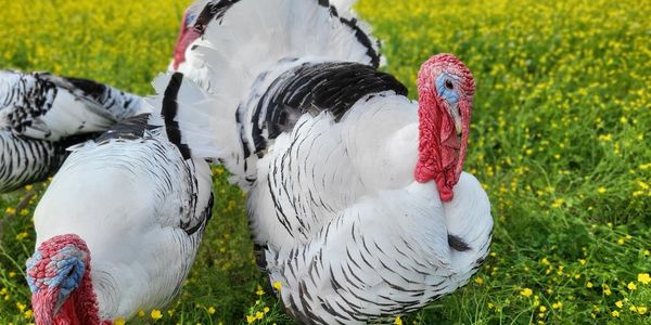 Turkeys with white and black feathers in a yellow flower field.