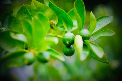 Lime tree in the garden 