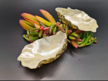 Two open oyster shells with a succulent plant.