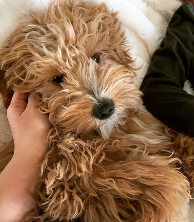 Puppy Checklist: Must-Haves To Bring Home Your New Goldendoodle Puppy -  Goldendoodle Advice