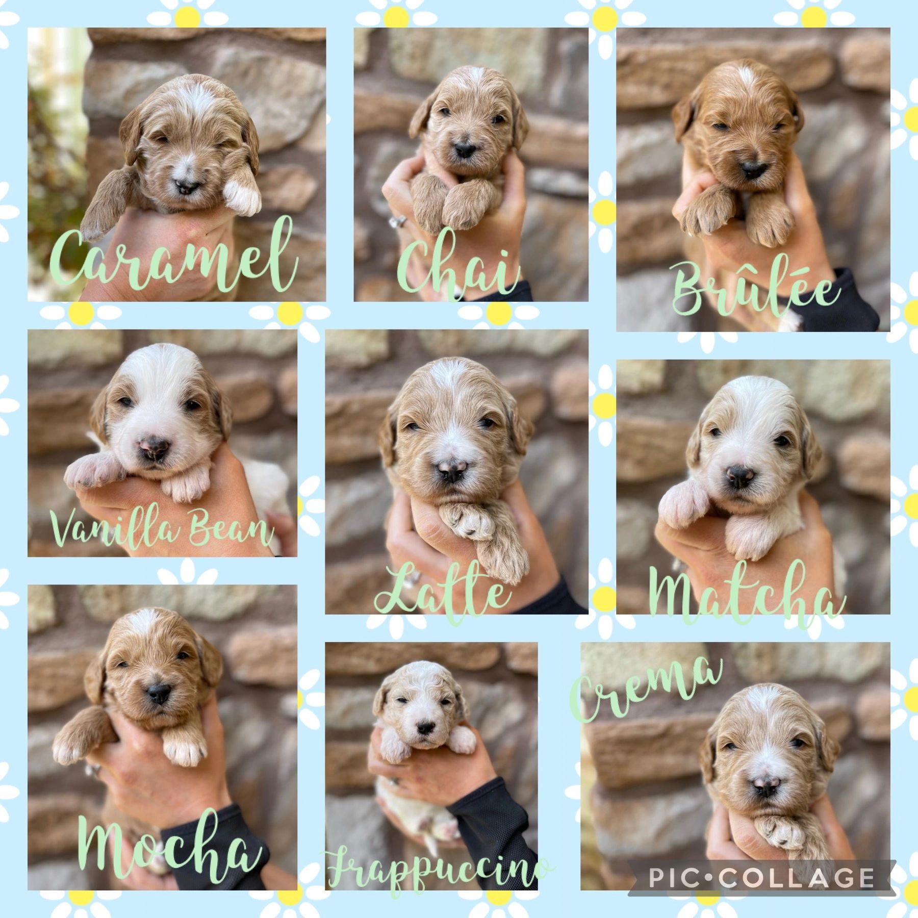 Red Mini Goldendoodle Vegas Born Doodles