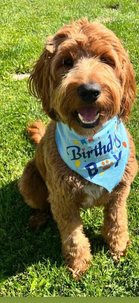 Happy dog wearing a "Birthday Boy" bandana sitting on green grass.