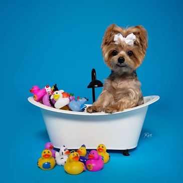 Dog grooming in Katy, Fulshear, and Brookshire area