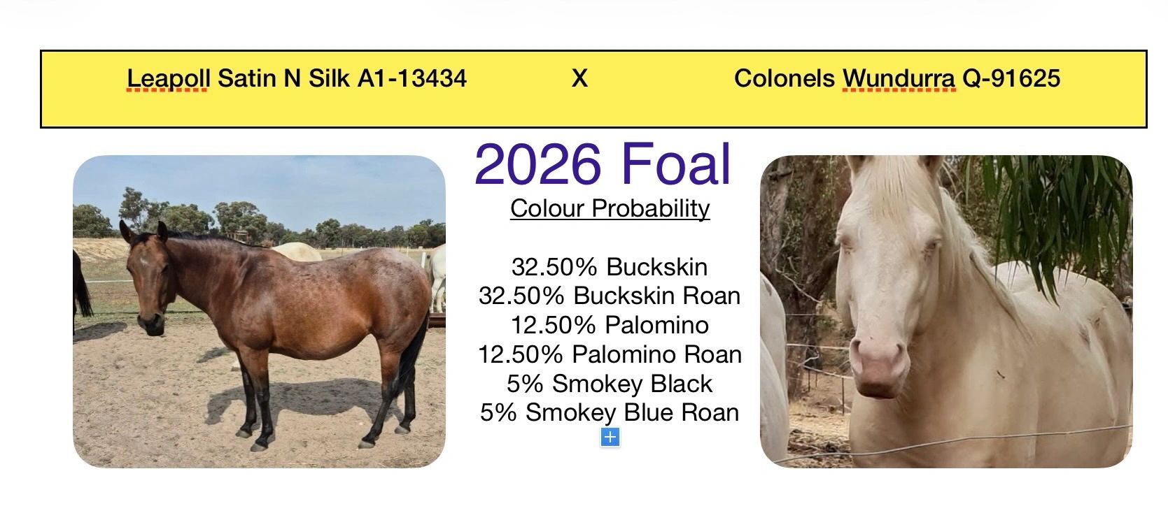 2026 foal color probabilities from two horses shown side by side.