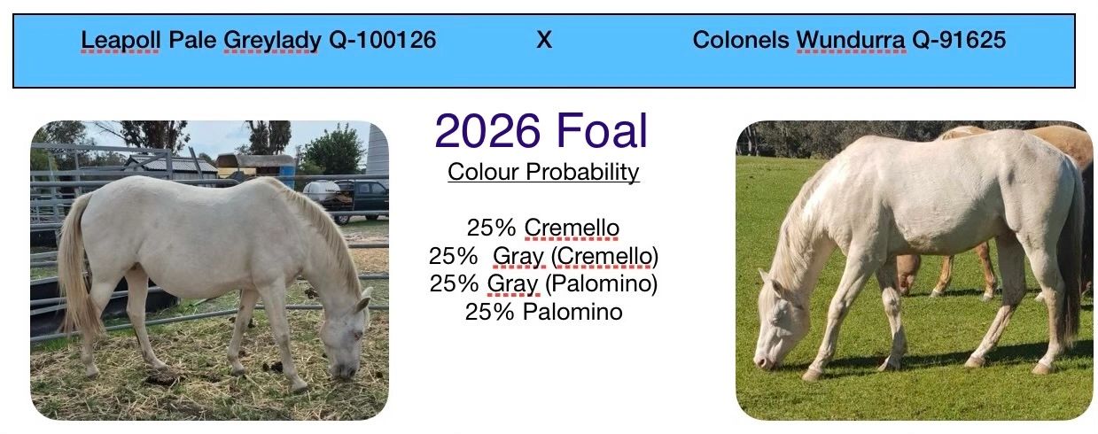 Two horses shown with genetic color probabilities for their foal in 2026.