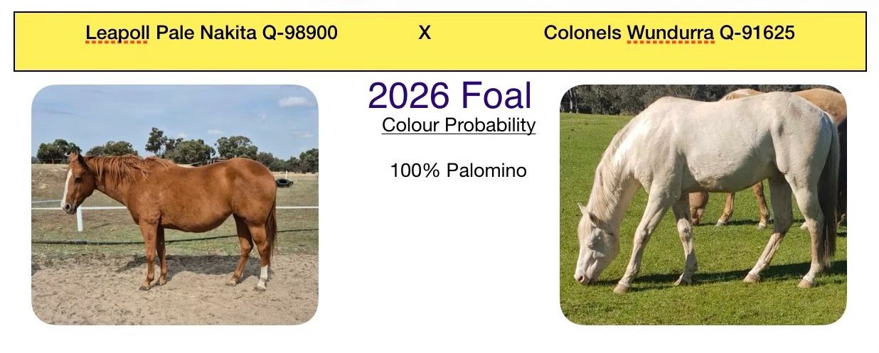 Two horses with foal color prediction for 2026 as 100% palomino.