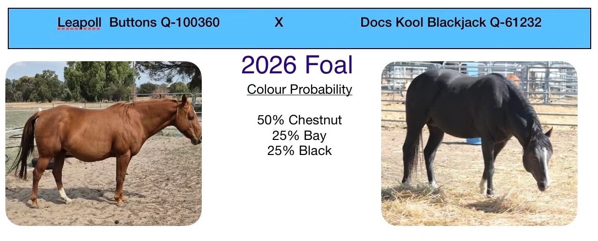 Two horses shown with foal color probabilities for 2026.