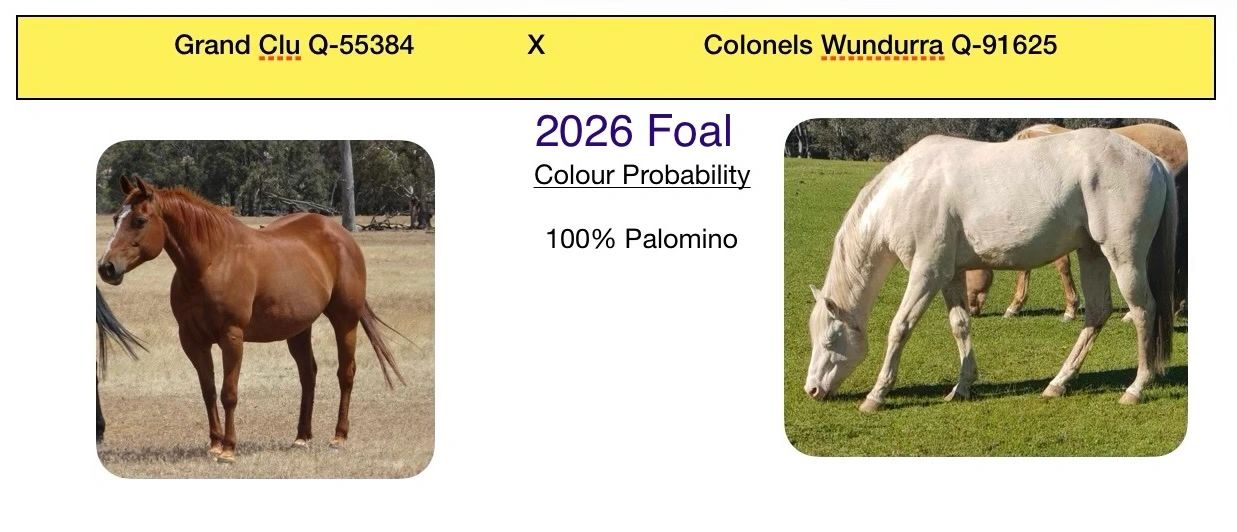 Two horses pictured with foal color prediction for 2026 as 100% Palomino.