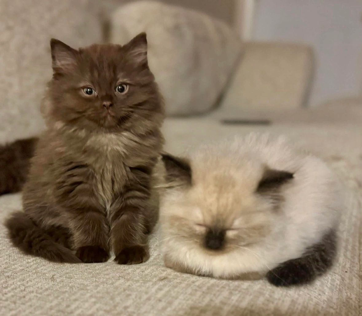 Willette Ragdoll Kingdom Ragdolls