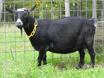 Nigerian Dwarf Goat