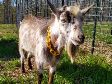 Nigerian Dwarf Goat Buck