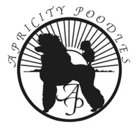 Apricity Poodles