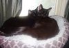 My Identical Twin Black Cats -  "pi-cubed" and "4 pi"