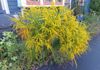 My "volunteer" Goldenrod - amazing color!