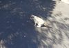 My cat, Serena during the Great Solar Eclipse of 2017...notice the images of the eclipse on the ground shining through the leaves?