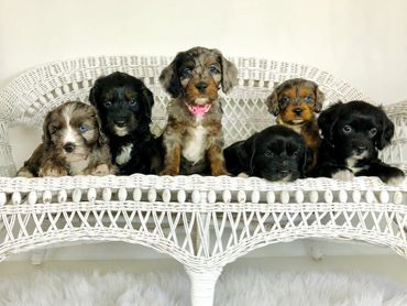 Past litter of Cockapoo/Cavapoo puppies.