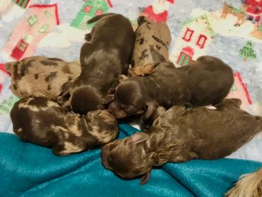 Chocolate brown Cockapoo heaven!