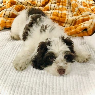 Echelon, our F1 chocolate parti tri mini Cockapoo, a Cockapoo breeders dream boy.