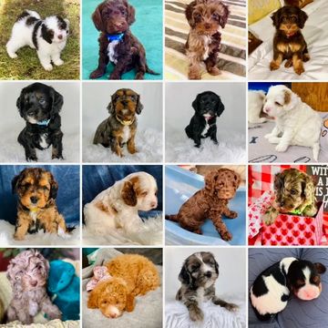 Merle, phantom, black, red, white, brown Cockapoo puppies, we love them all!