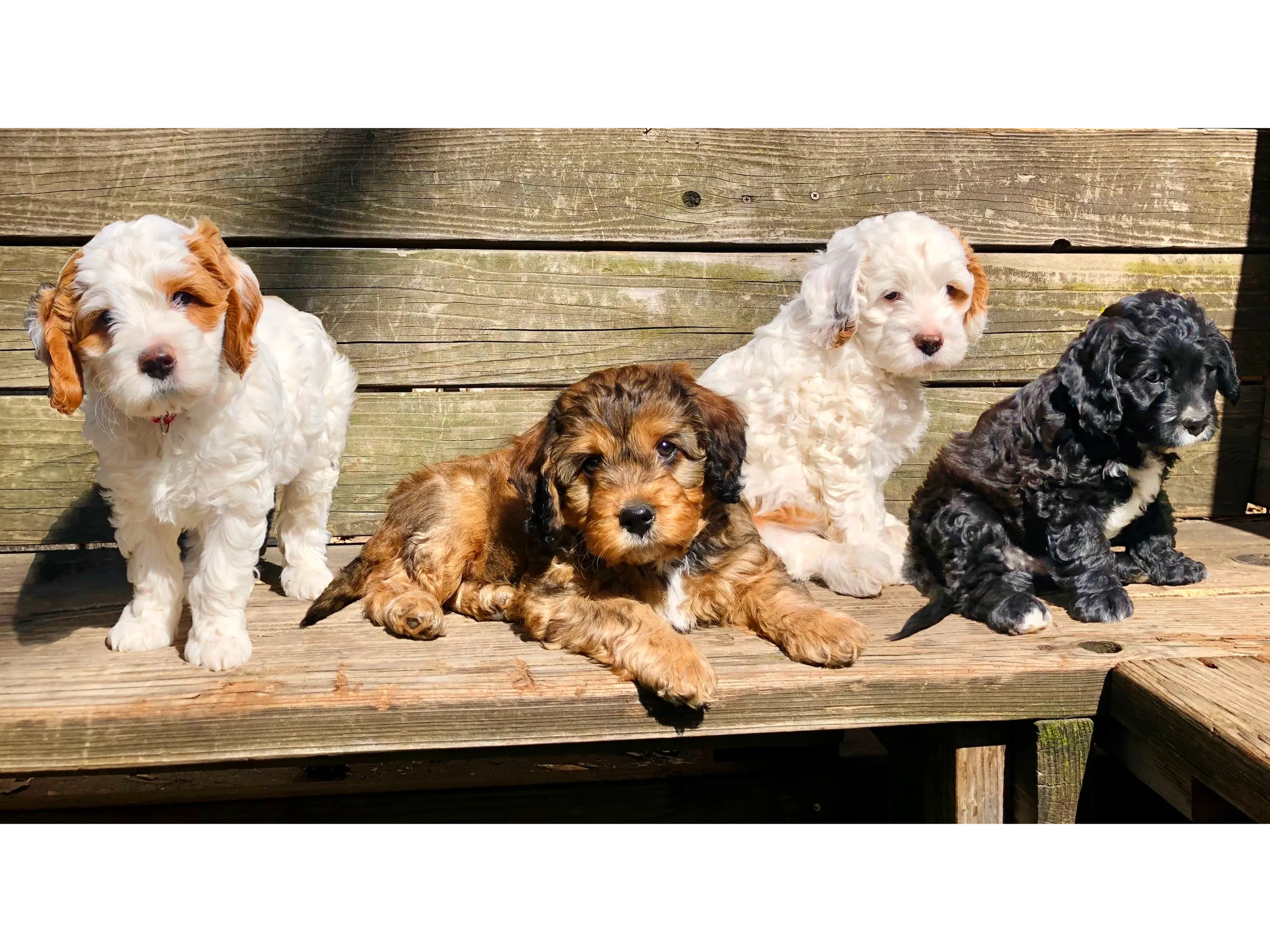 Our current litter of adorable Cockapoo puppies.