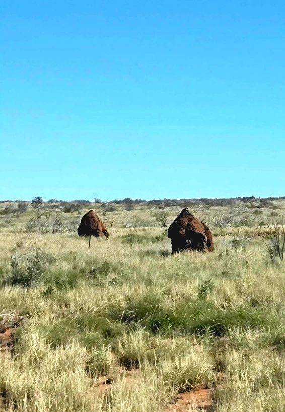 Two large termite mounds stand in a dry grassy field under a clear blue sky.