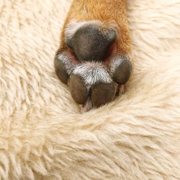 healthy dog foot  on blanket