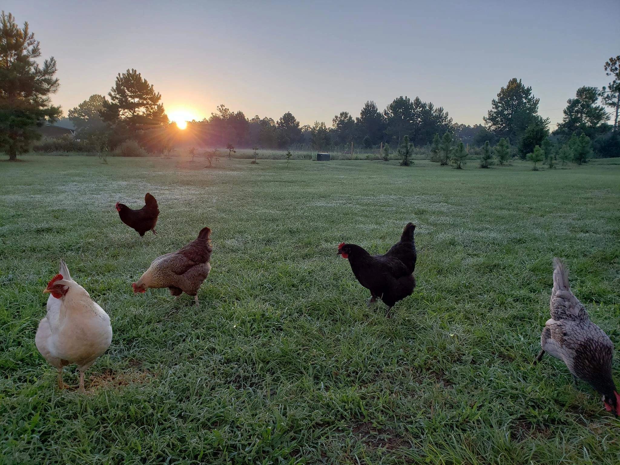 what is free range chicken eggs